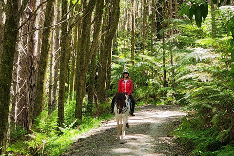 Auckland: Honey Center, Horse Riding & Sheep World Tour