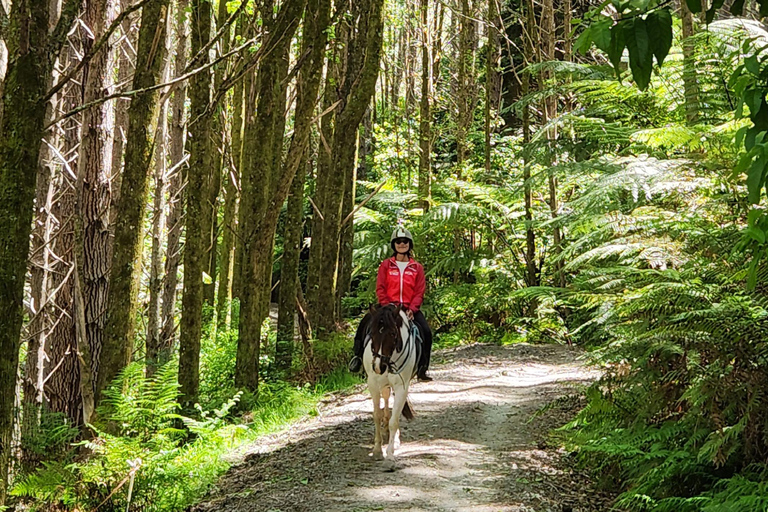 Auckland: Honey Center, Horse Riding & Sheep World Tour
