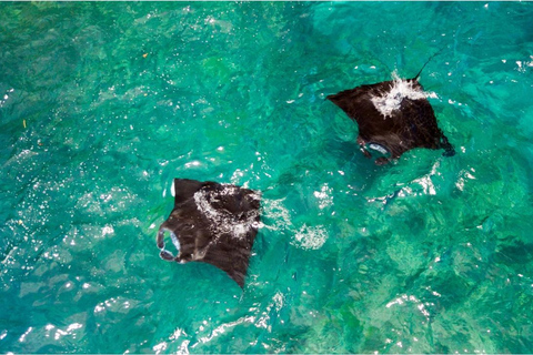 Nusa Penida: West Trip & Snorkeling Manta Bay with Lunch Snorkeling and Penida tour all Include Shuttle hotel In Bali