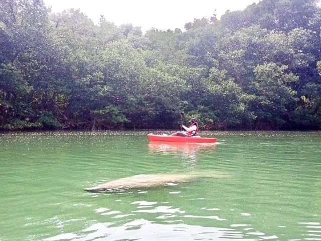 Miami: Manatee Season Paddleboard oder Kajak Tour