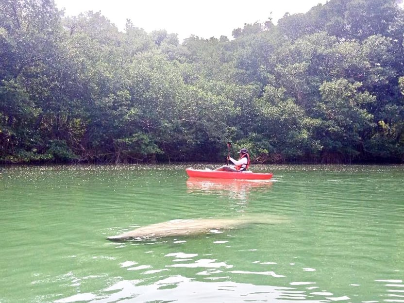 Miami : Excursion en kayak ou en paddleboard pendant la saison des Lamantins