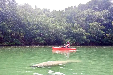 Miami: Paddleboard- eller kajaktur under Manatee-säsongen