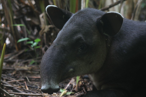 Corcovado nationalpark, San Pedrillo Station, 1 dags vandring