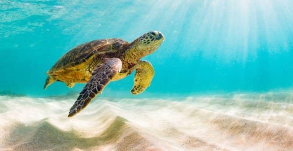 Nassau: Private Beach Club Snorkeling, Turtles Cay and Lunch