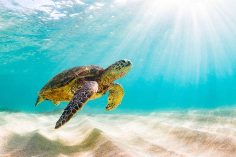 Nassau: Green Cay Tour & snorkelen met schildpaddenGroepsreis