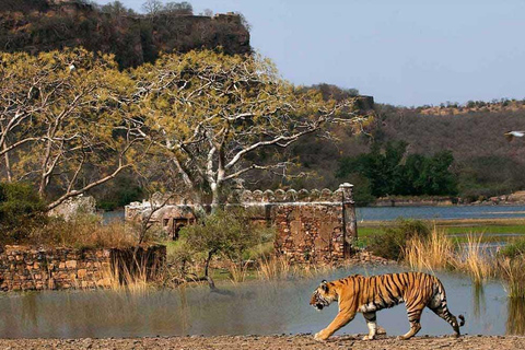 From Delhi: Private Golden Triangle with Ranthambhore Safari MTA027/02 - Private Tour With Transport + Guide + Safari