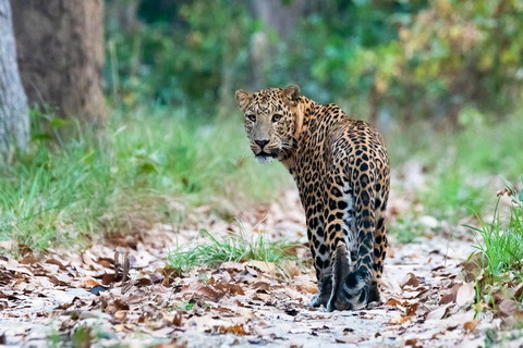 From Kathmandu/Pokhara: Bardiya National Park 4-Days Tour From Pokhara: Bardiya National Park 4-Days Tour