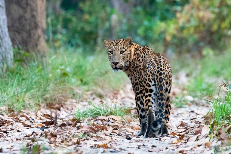 From Kathmandu/Pokhara: Bardiya National Park 4-Days Tour From Pokhara: Bardiya National Park 4-Days Tour