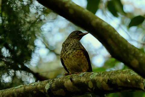 From Nairobi: Ondiri Wetland Guided Walking Tour