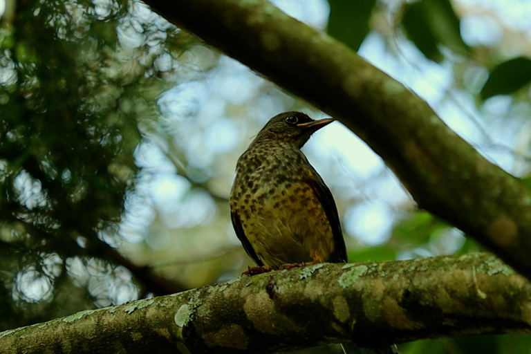 From Nairobi: Ondiri Wetland Guided Walking Tour