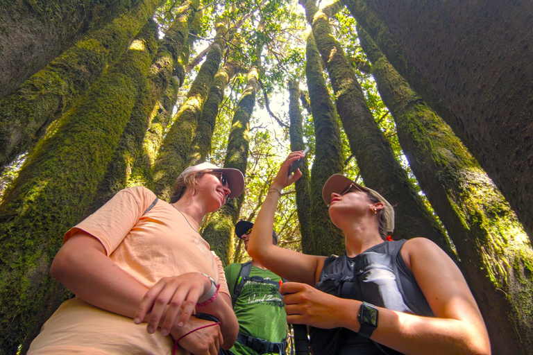 Tenerife: Hike Above Masca in Enchanted Forest with Pick-up
