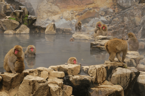 From Tokyo: Nagano, Monkeys, Zenkoji Temple Private Day Trip