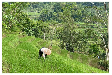 Rice Terraces Selogriyo Temple Private Tour