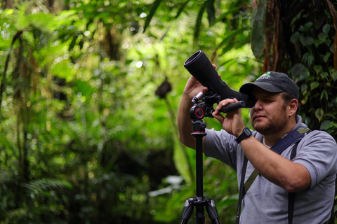 Monteverde: Caminhada nocturna pela floresta com um guia