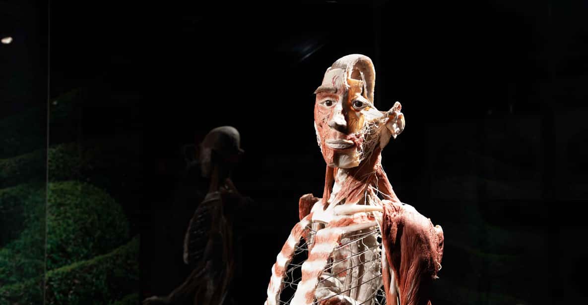 Afbeelding 12 van Body Worlds Amsterdam: The Happiness Project Ticket