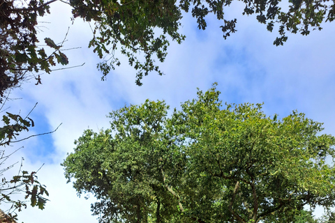 Queimadas Caldeirão Verde Walking tour with guide