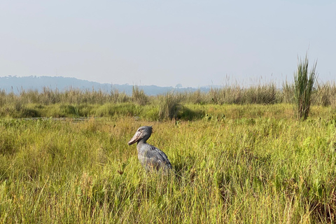 Entebbe: Mabamba Shoebill, Equator & Chimpanzee Island Tour