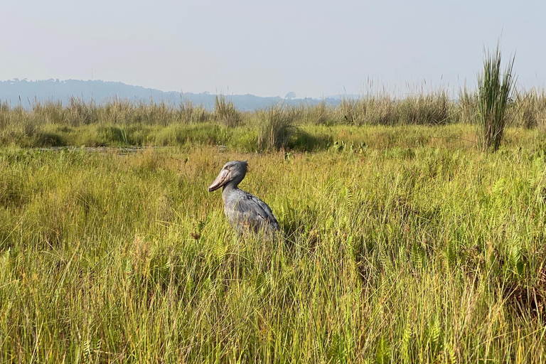 Entebbe: Mabamba Shoebill, Equator & Chimpanzee Island Tour
