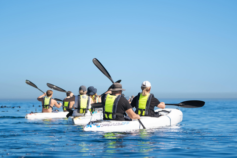 Cape Town: Dolphin & Ocean Wildlife Kayaking Adventure ⚓️