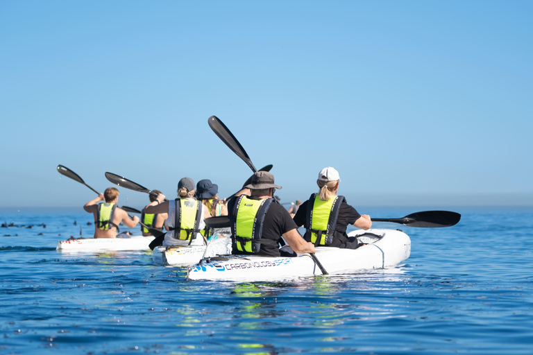 Cape Town: Dolphin & Ocean Wildlife Kayaking Adventure ⚓️