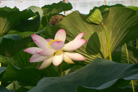 Mântua: O Lago Superior entre as flores de lótus