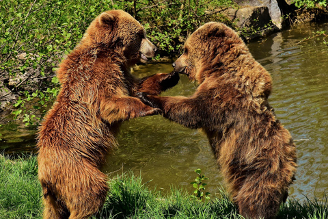 Rovaniemi: Ranua Zoo Tickets & Transportation. 4 people Rovaniemi: Ranua Zoo Tickets and Transportation. PETS
