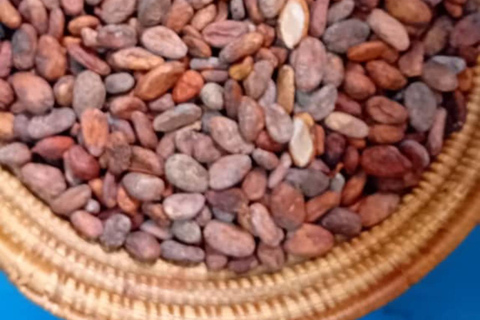 Kampala: Praktische SchokoladenherstellungKampala: Schokolade selbst machen