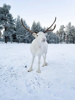 Helsinki reindeer farm visit with photos - Housity