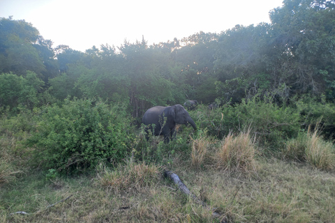 From Habarana: Minneriya National Park 4x4 Jeep Safari