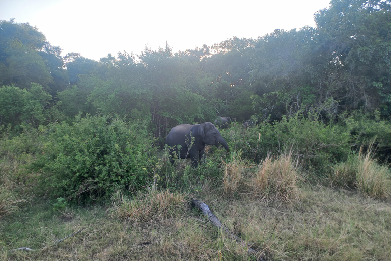 Vanuit Habarana: Minneriya Nationaal Park 4x4 Jeepsafari