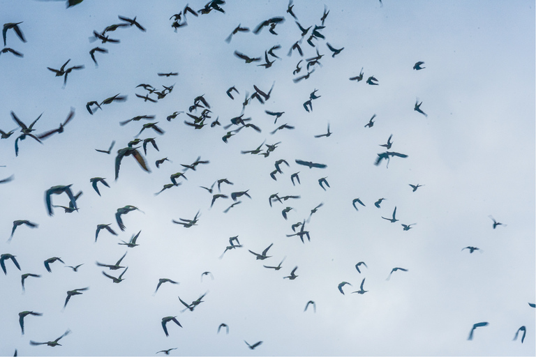 Puerto Maldonado: Amazon River Otters Adventure