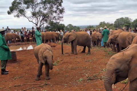 Nairobi: półdniowa wycieczka po słoniach i żyrafach