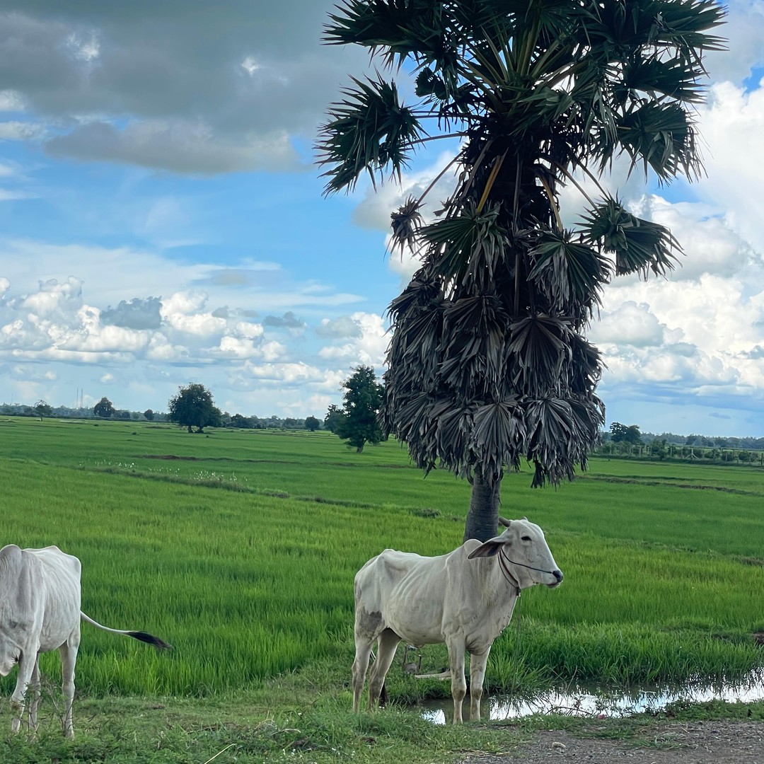Colagem de mídia