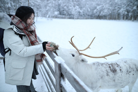 Rovaniemi: Husky and reindeer farm visit with sleigh rides Summer/Autumn Husky and reindeers farms visit