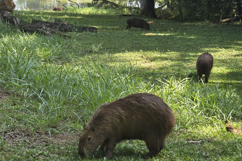 Capybaras: Rodrigo de Freitas Lagoon Paddle Boat Tour