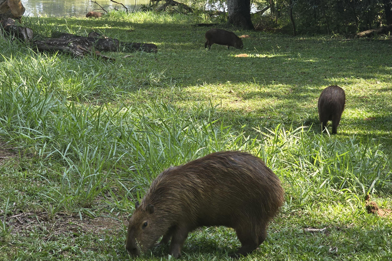 Capybaras: Rodrigo de Freitas Lagoon Paddle Boat Tour