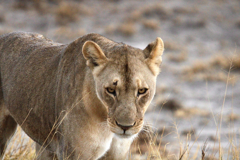 Windhoek: 3-Day Guided Safari in Etosha with Lodge