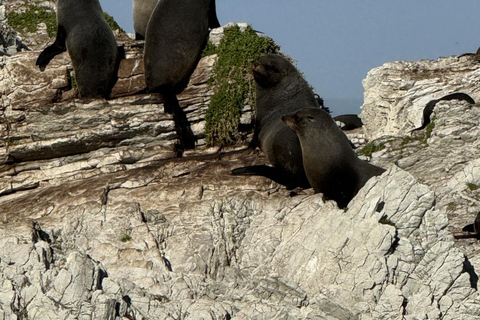 Lyttelton Port: Day Tour 3 options for Cruise Passengers Kaikoura Whale Watching Return Day Tour
