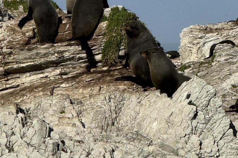 Lyttelton Port: Day Tour 3 options for Cruise Passengers Kaikoura Whale Watching Return Day Tour
