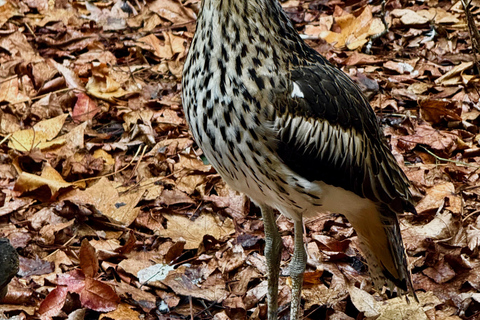 Baby Animals, Boomerangs & BBQ Lunch From Sydney: Baby Animals & Boomerangs Tour with BBQ Lunch