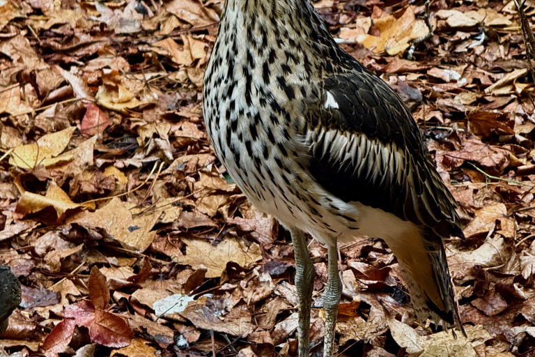 Baby Animals, Boomerangs & BBQ Lunch From Sydney: Baby Animals & Boomerangs Tour with BBQ Lunch
