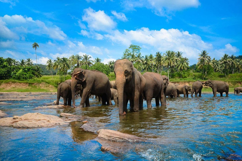 Da Colombo - Escursione di un giorno a Kandy/ Pinnwala/ Giardini Reali