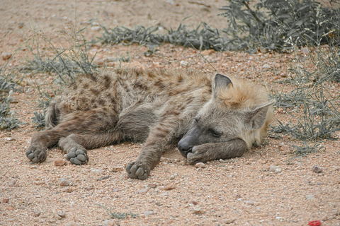 Arusha : Safari de luxe de 4 jours dans le Tarangire, le Serengeti et le Cratère