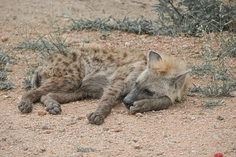 Arusha : Safari de luxe de 4 jours dans le Tarangire, le Serengeti et le Cratère