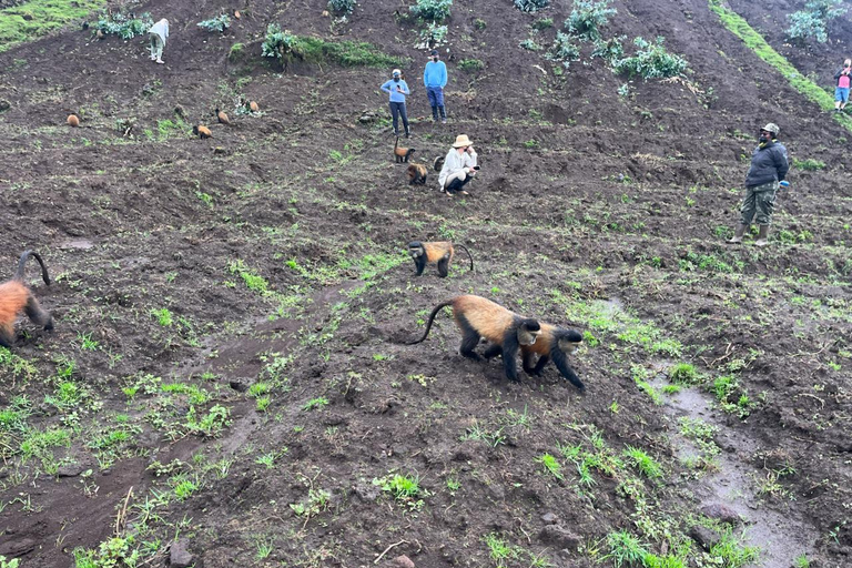 From Kigali: 1 Day Golden Monkey Trek in Volcanoes NP