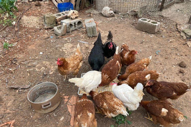 Kalamata: Farm-to-Table Experience with Cooking