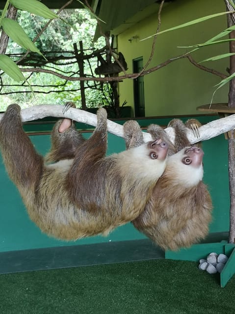 sloth sanctuary tour panama