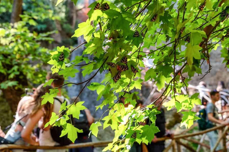Rhodos: Schmetterlingstal Halbtagestour mit dem Bus. Foto: GetYourGuide