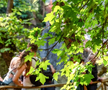 Rhodos: Schmetterlingstal Halbtagestour mit dem Bus