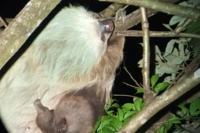 Monteverde Hanging Bridges and Night Walk Tour Rain forest night tour